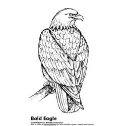 Coloring page: Eagle (Animals) #297 - Printable coloring pages