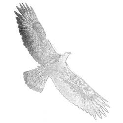 Coloring page: Eagle (Animals) #321 - Printable coloring pages
