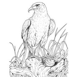 Coloring page: Eagle (Animals) #328 - Free Printable Coloring Pages