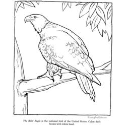 Coloring page: Eagle (Animals) #362 - Free Printable Coloring Pages