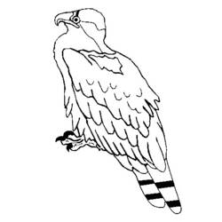 Coloring page: Eagle (Animals) #373 - Free Printable Coloring Pages