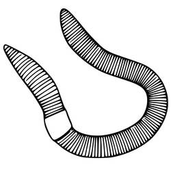 Earthworm (Animals) coloring page #214602 to print and color