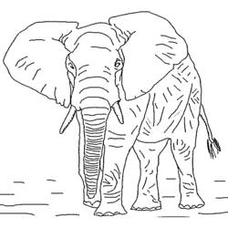 Coloring page: Elephant (Animals) #6306 - Printable coloring pages