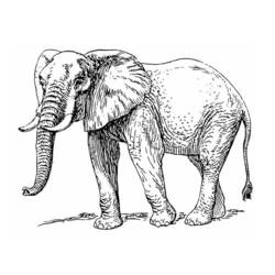 Coloring page: Elephant (Animals) #6389 - Free Printable Coloring Pages