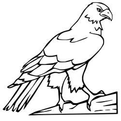 Coloring page: Falcon (Animals) #205255 - Free Printable Coloring Pages
