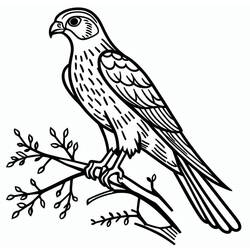 Coloring page: Falcon (Animals) #205260 - Free Printable Coloring Pages