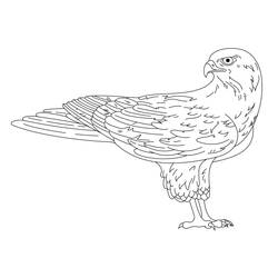 Coloring page: Falcon (Animals) #205262 - Free Printable Coloring Pages