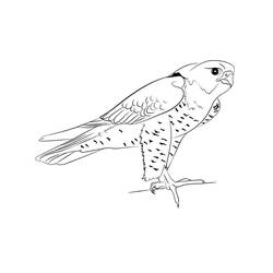 Coloring page: Falcon (Animals) #205264 - Free Printable Coloring Pages