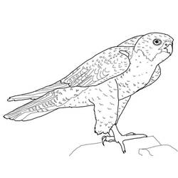 Coloring page: Falcon (Animals) #205267 - Free Printable Coloring Pages