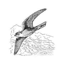 Coloring page: Falcon (Animals) #205270 - Free Printable Coloring Pages