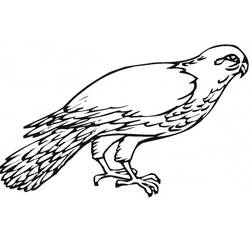 Coloring page: Falcon (Animals) #205275 - Free Printable Coloring Pages
