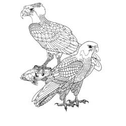 Coloring page: Falcon (Animals) #6867 - Printable coloring pages