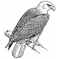 Coloring page: Falcon (Animals) #6892 - Printable coloring pages