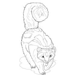 Ferret (Animals) coloring page #205412 to print and color