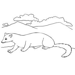 Ferret (Animals) coloring page #205415 to print and color