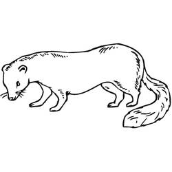 Ferret (Animals) coloring page #205421 to print and color