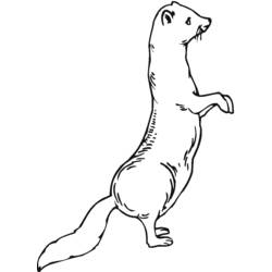 Coloring pages: Ferret - Printable Coloring Pages