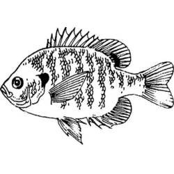 Coloring page: Fish (Animals) #17148 - Printable coloring pages