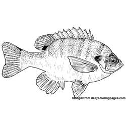 Coloring page: Fish (Animals) #17211 - Free Printable Coloring Pages