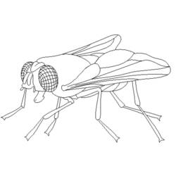 Coloring page: Fly (Animals) #11118 - Printable coloring pages