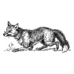 Coloring page: Fox (Animals) #15007 - Free Printable Coloring Pages