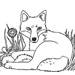 Fox (Animals) coloring page #179498 to print and color