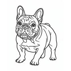 Coloring page: French Bulldog (Animals) #221218 - Free Printable Coloring Pages