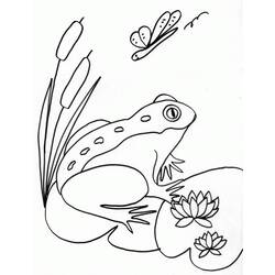 Coloring page: Frog (Animals) #7606 - Free Printable Coloring Pages