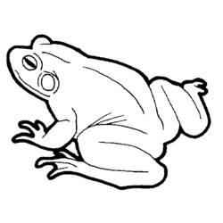 Coloring page: Frog (Animals) #7653 - Free Printable Coloring Pages
