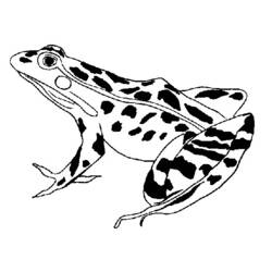 Coloring page: Frog (Animals) #7695 - Free Printable Coloring Pages