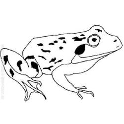 Coloring page: Frog (Animals) #7733 - Free Printable Coloring Pages