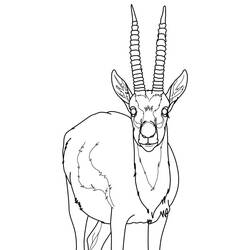 Gazelle (Animals) coloring page #219902 to print and color