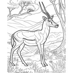 Gazelle (Animals) coloring page #219903 to print and color