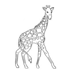 Coloring page: Giraffe (Animals) #7220 - Printable coloring pages