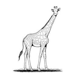 Coloring page: Giraffe (Animals) #7229 - Printable coloring pages