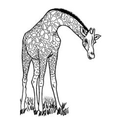 Coloring page: Giraffe (Animals) #7234 - Free Printable Coloring Pages