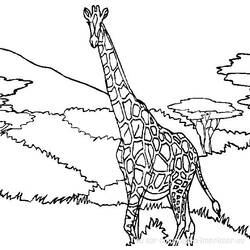Coloring page: Giraffe (Animals) #7240 - Free Printable Coloring Pages