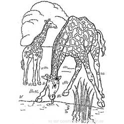 Coloring page: Giraffe (Animals) #7245 - Free Printable Coloring Pages