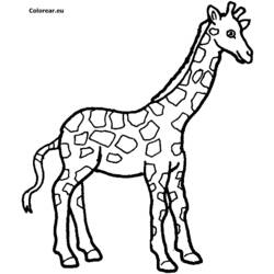 Coloring pages: Giraffe - Free Printable Coloring Pages