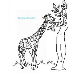 Coloring page: Giraffe (Animals) #7265 - Printable coloring pages