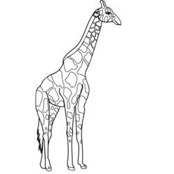 Coloring page: Giraffe (Animals) #7268 - Printable coloring pages