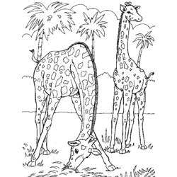 Coloring page: Giraffe (Animals) #7277 - Free Printable Coloring Pages