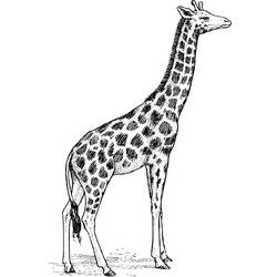 Coloring page: Giraffe (Animals) #7297 - Printable coloring pages