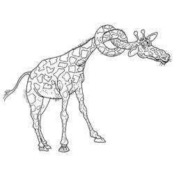 Coloring page: Giraffe (Animals) #7301 - Free Printable Coloring Pages