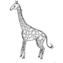 Coloring page: Giraffe (Animals) #7323 - Free Printable Coloring Pages
