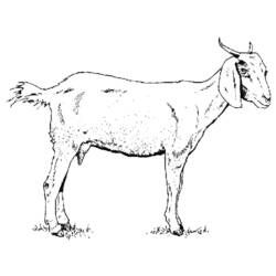 Coloring page: Goat (Animals) #2370 - Printable coloring pages