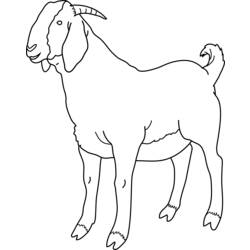 Coloring page: Goat (Animals) #2381 - Printable coloring pages