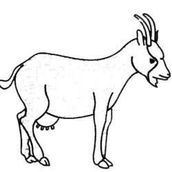 Coloring page: Goat (Animals) #2396 - Free Printable Coloring Pages