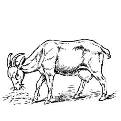 Coloring page: Goat (Animals) #2449 - Printable coloring pages