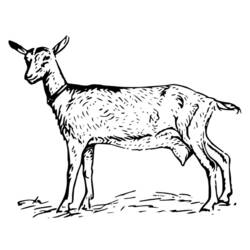 Coloring page: Goat (Animals) #2508 - Free Printable Coloring Pages